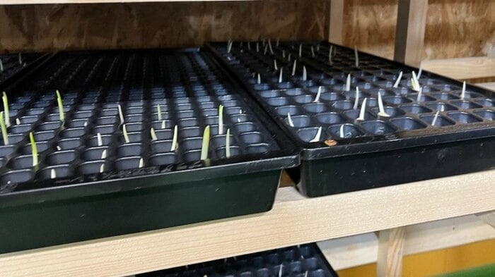 ニンニクごとに成長が異なるという(提供:テクノシンセイ)