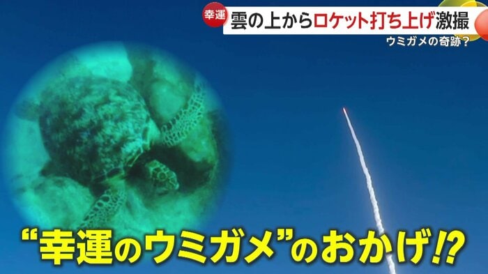 上司が見たウミガメの幸運にあやかったという撮影者