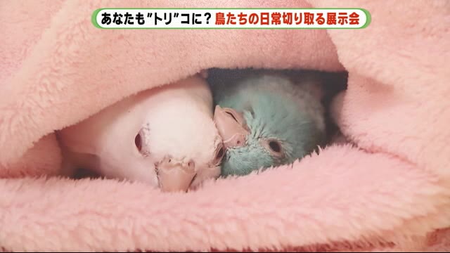 思わずウットリ鳥のトリコ? 愛らしい鳥たちの姿 切り取った展示会 静岡
