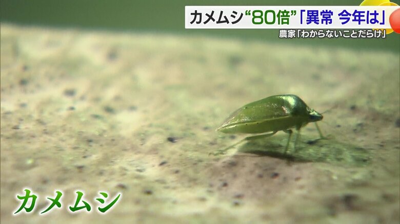 “約80倍”に急増「カメムシ」大量発生で対策呼びかけ　市街地にも飛来で殺虫剤や虫よけの売り上げ3倍に【愛媛発】｜FNNプライムオンライン