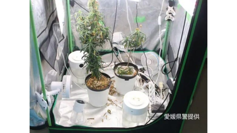 松山のマンション自宅で大麻を所持　会社員の男を逮捕　大麻草も栽培　自ら使用目的か【愛媛】｜FNNプライムオンライン