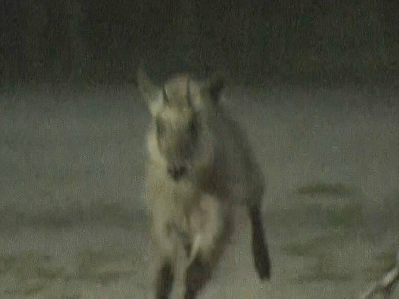 公園から逃げ出さないよう対策…名古屋の住宅街に現れたニホンカモシカ 夜間の捕獲は危険性高く3日に持ち越し｜FNNプライムオンライン