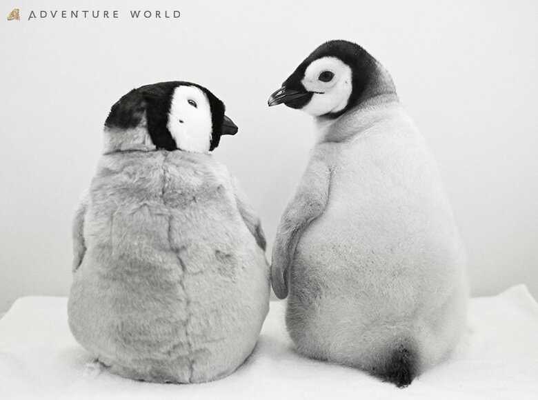 ９月３０日生まれのエンペラーペンギンの赤ちゃん 公式SNS総インプレッション１億２千万超えを記録！ふわふわでかわいい“今だけ”の姿を公開中