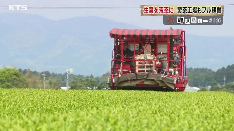 荒茶生産量日本一の鹿児島　栽培が盛んになったきっかけと抹茶ブームの背景を探る｜FNNプライムオンライン