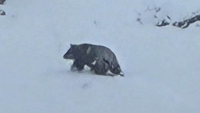 クマに雪かき中に襲われる　温泉街の店の前で…78歳男性が血を流して倒れているのを観光客が見つける　顔などにけがを負い搬送｜FNNプライムオンライン