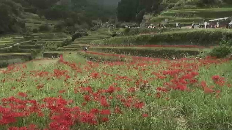秋の訪れを告げる「彼岸花」　うきは市のつづら棚田で約50万本が見頃　22日にも満開　福岡｜FNNプライムオンライン
