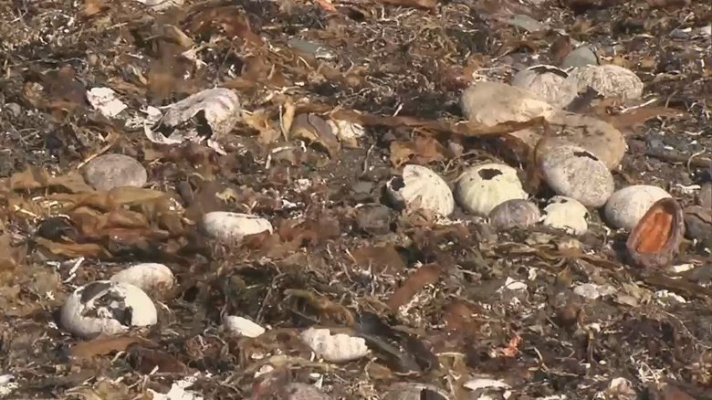 北海道産のウニの被害は約1500トン、46億円近くにのぼる
