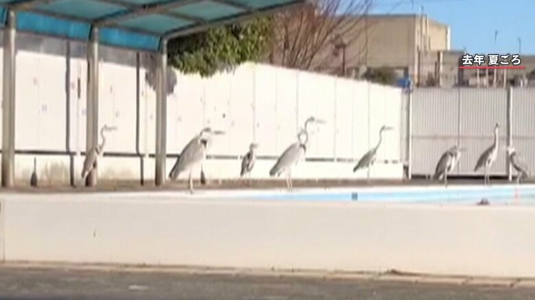 小学校のプールを占拠するシラサギ(2021年)