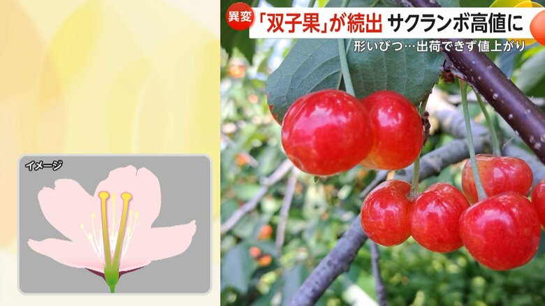 暑さの影響で通常1本しかない花のめしべが、2本になる「双子果」の花