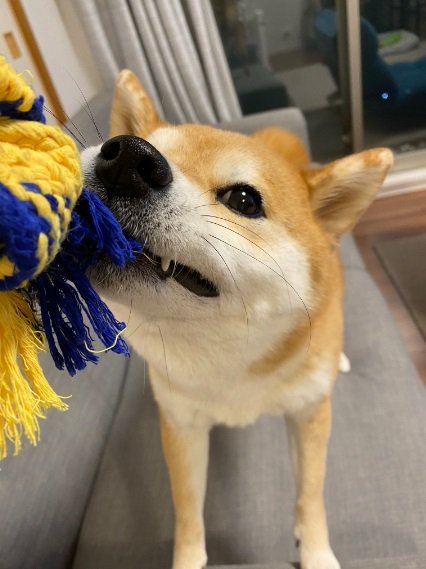 ロープをぐいぐい引っ張るひるねちゃん