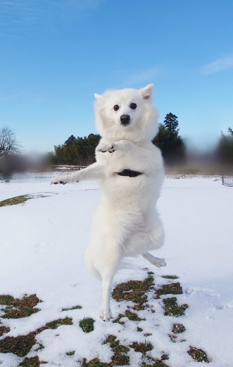 雪の上で決めポーズ？