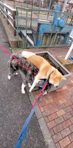 提供：秋田犬 杏(あん)と蓮(れん)さん