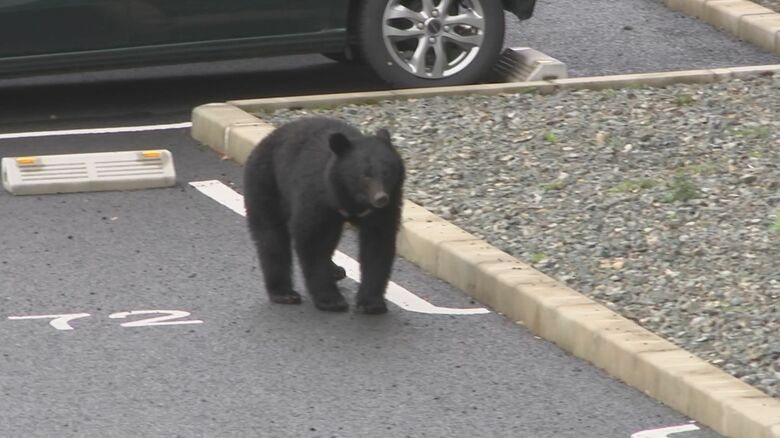 記者の方に向かって来るクマ