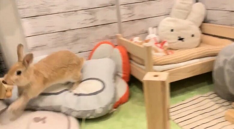 提供：げんまいとうるちさん