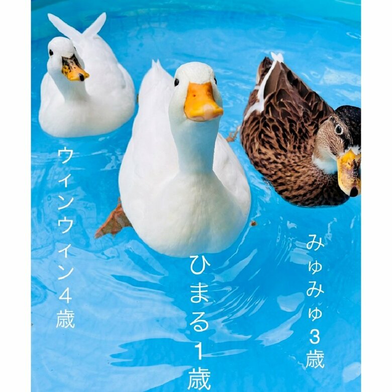 3羽のアヒル