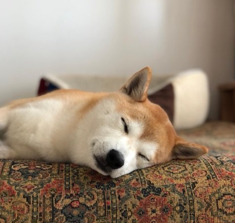 リラックスタイムのヒナちゃん