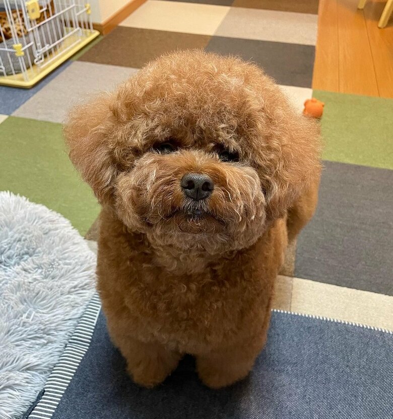 パルムくん
