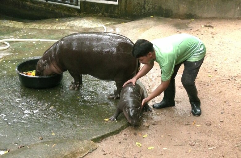 取材中、飼育員から逃げ回るムーデン（9月13日）