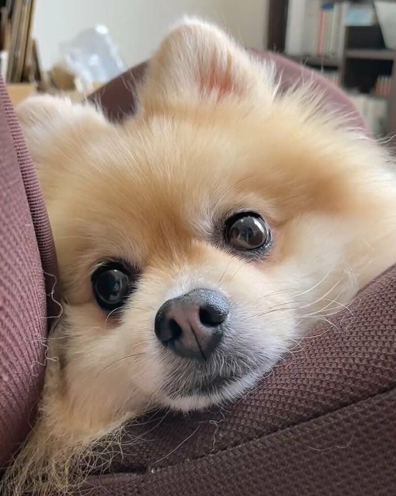 普段はおっとりのにんじゃくん