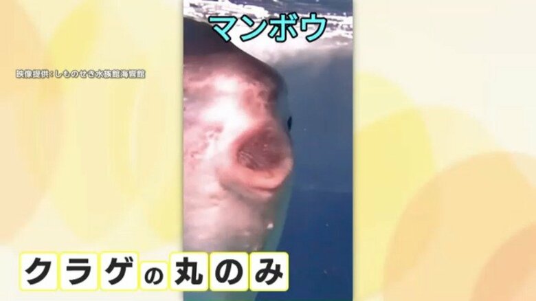 クラゲを丸のみするマンボウ