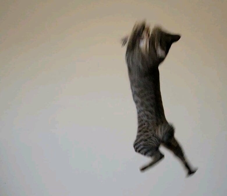 普段から元気いっぱいのおこめくん