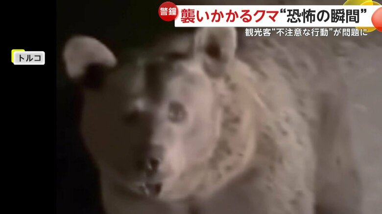 撮影者をチラリと見て、目が合ったクマ