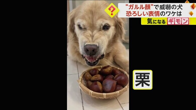 （Lucy&Robin GRさん）