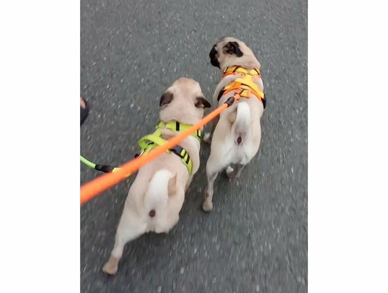 おもちくんを気にするたまごくん（提供：たまごandおもちさん）