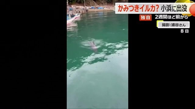 漁港内にイルカがいるのを漁師が発見（3月8日撮影）