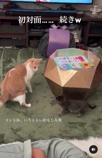 提供：たーにゃ。さん