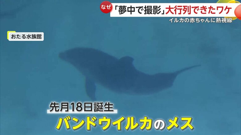 お母さんイルカにピッタリとくっつきながら泳いでいる赤ちゃんイルカ