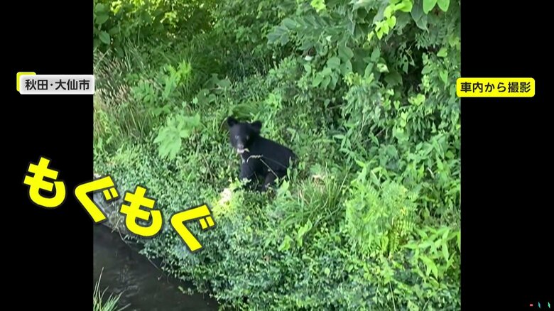 撮影者の乗る車から手を伸ばせば届きそうな距離で葉っぱを食べていた子グマ