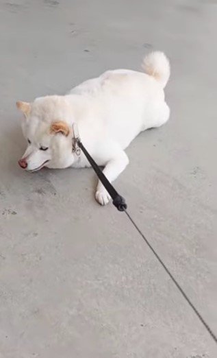 提供： kinako_kinakoさん