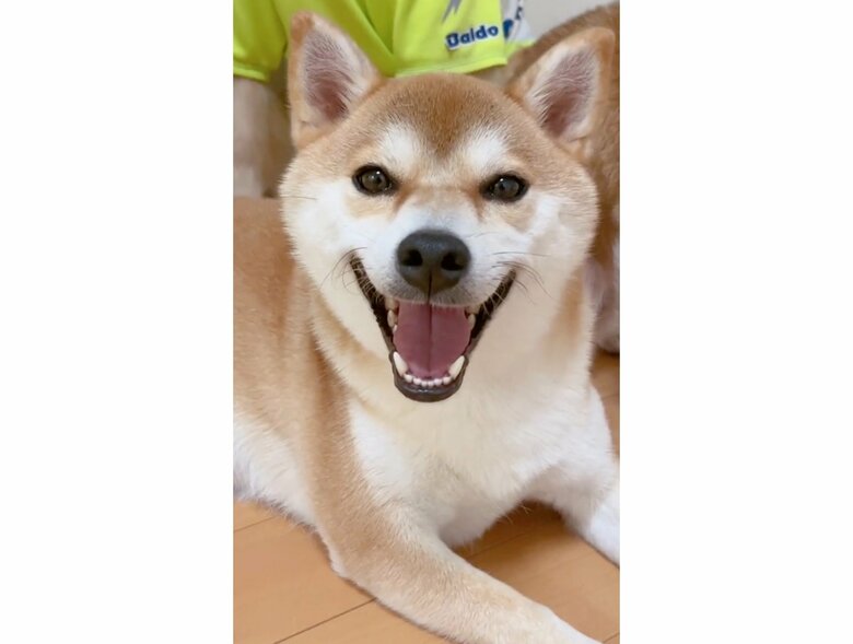 私はしていないよ！と主張しているようなミントちゃん（提供：ムックパパさん）