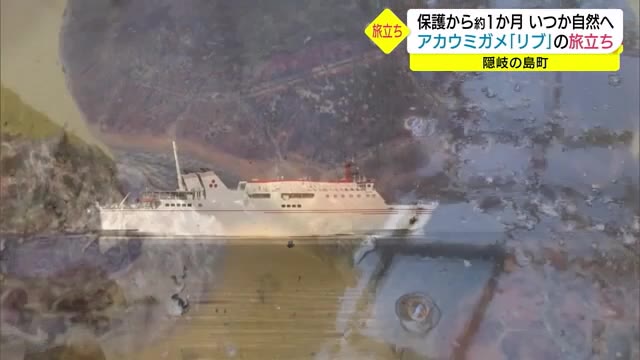 命のリレーをつなぎ奇跡の回復アカウミガメ 水族館へお引越し 島民としばしの別れ(島根・隠岐の島)