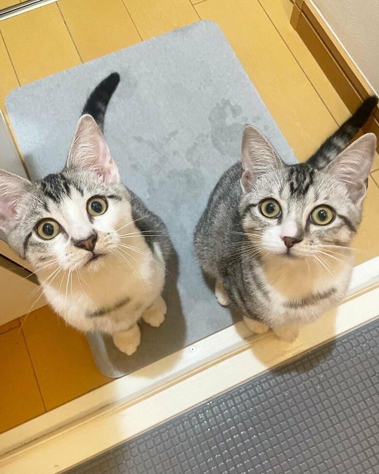 お風呂場で見上げてくる「お風呂終わった？」