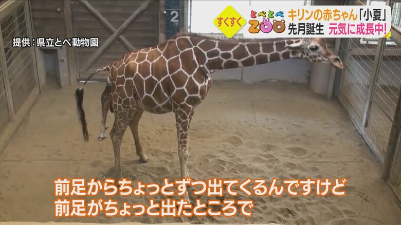 お母さんのおなかから徐々に足が出て…小夏ちゃんが生まれる際の映像