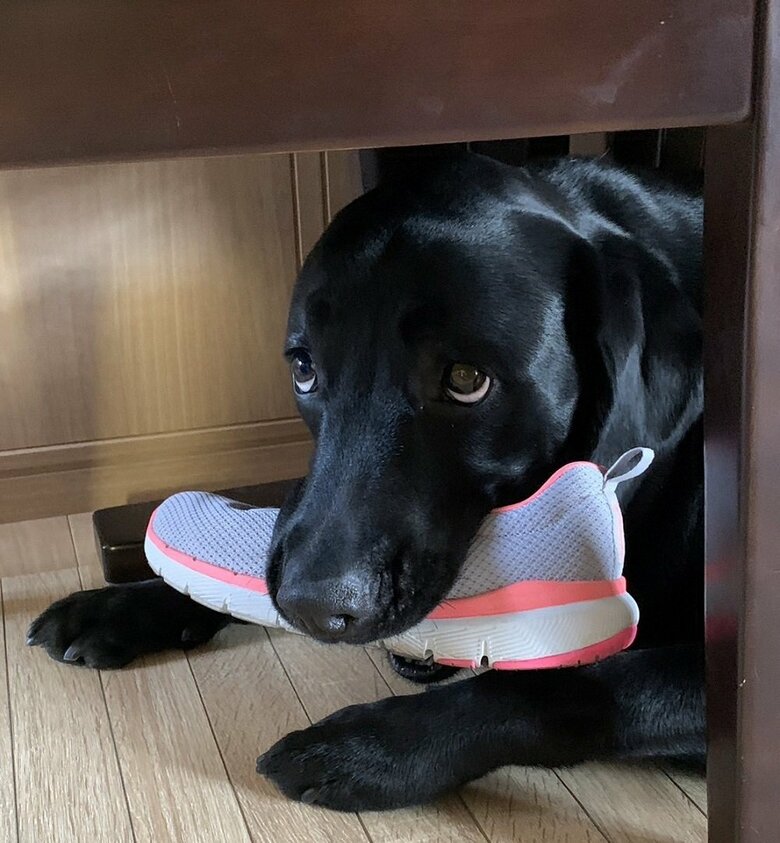 「返したくない！」靴を奪って隠れている