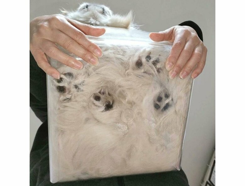 下から見ると、脚はこうなっていた（提供：うにたんさん）