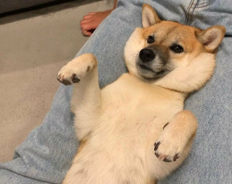 飼い主さんの両脚の上でリラックス