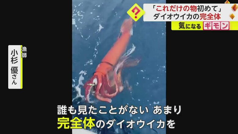 ダイオウイカを撮影した漁師・小杉優さんのコメント