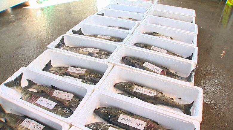 漁協の直売所でとれたサケを販売