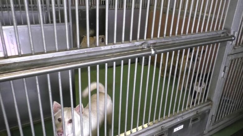 環境省で保護したイヌとネコ（2016年）