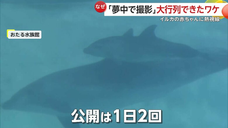 授乳風景も見られることがあるというイルカの親子