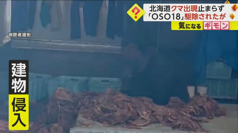 クマがスルメイカを食べ、約20万円分が廃棄処分になった