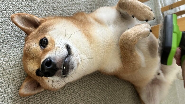 ブラッシング待ちの姿