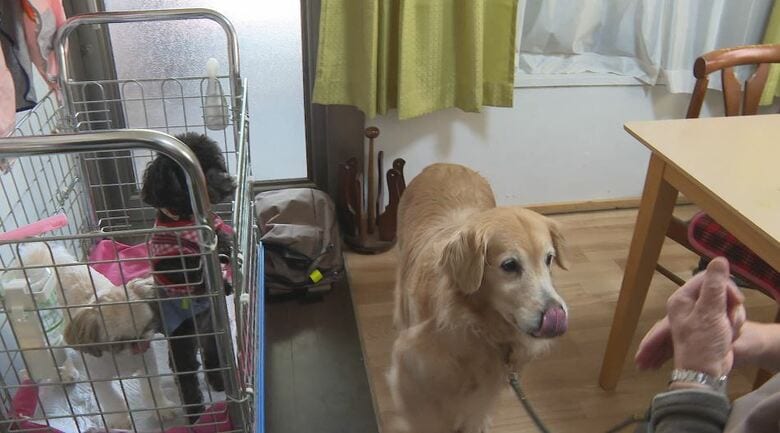 小野さんが世話する犬たち