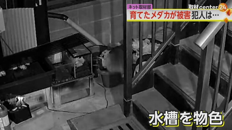 防犯カメラに映った、メダカのいる水槽を物色するアライグマ