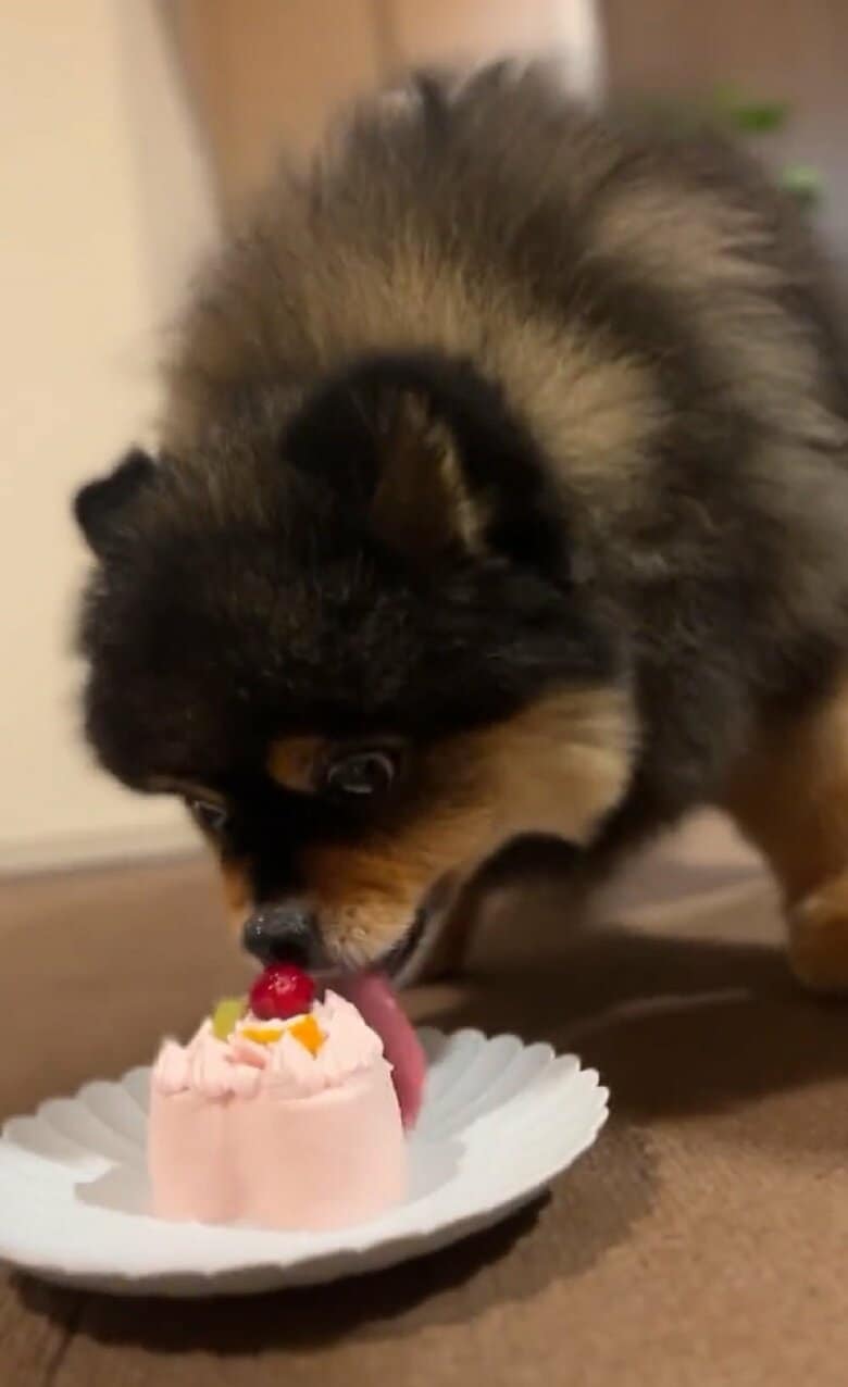 ペロペロと懸命に食べている