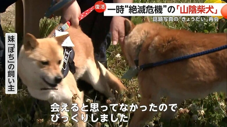 4年前にかわいすぎる写真が「奇跡の1枚」と話題になった柴犬のきょうだい